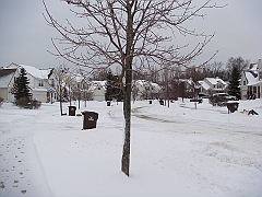 011 A2 Snowfall & Trees [2008 Dec 20]